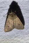 Xestia castanea