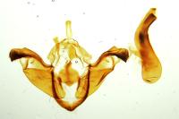 Polymixis xanthomista