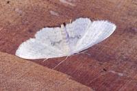 Scopula
