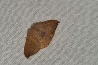 Watsonalla uncinula
