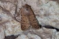Caradrina clavipalpis