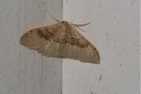 Idaea degeneraria