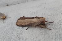 Cucullia verbasci