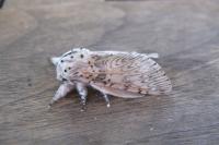 Cerura vinula