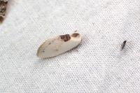 Cilix glaucata
