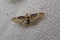 Idaea filicata