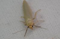 Indalia pygmaeola pallifrons