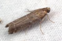 Melathrix coenulentella