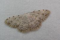 Scopula submutata roseonitens