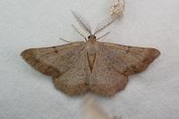 Selidosema brunnearia brunnearia