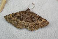 Selidosema taeniolaria