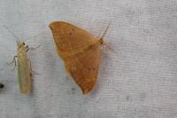 Watsonalla uncinula