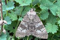 Catocala nupta