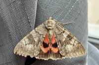 Catocala nupta