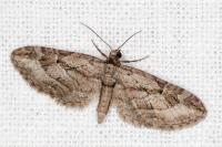 Eupithecia ericeata