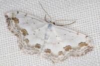 Scopula ornata