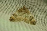 Dysstroma citrata/truncata