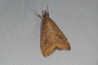 Udea ferrugalis