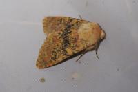Polymixis argillaceago