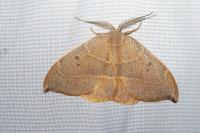 Watsonalla uncinula