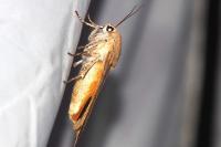 Noctua fimbriata/tirrenica