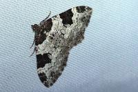 Xanthorhoe fluctuata