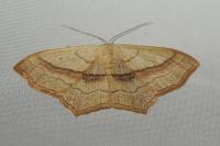 Scopula imitaria