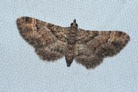 Gymnoscelis rufifasciata