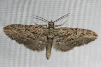 Eupithecia oxycedrata