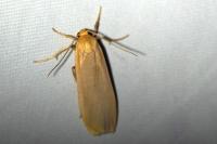 Katha depressa