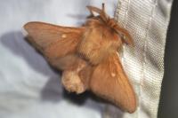 Eriogaster rimicola