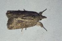 Nycteola columbana