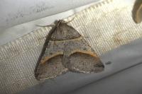Perigune convergata