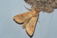 Mythimna vitellina
