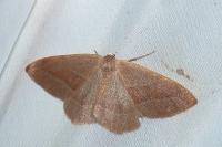 Hylaea fasciaria