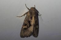 Trigonophora jodea