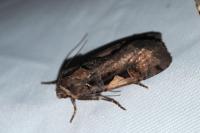 Xestia c-nigrum