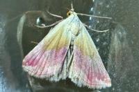 Eublemma purpurina
