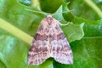 Cymatophorina diluta