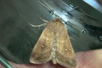 Mythimna albipuncta