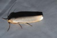 Eilema caniola