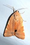 Noctua fimbriata