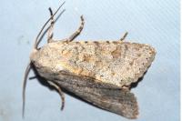 Ammoconia senex