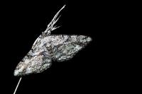 Peribatodes rhomboidaria rhomboidaria