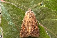 Thalpophila matura