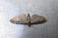 Eupithecia assimilata