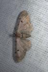 Eupithecia assimilata
