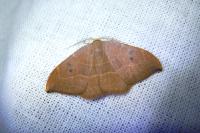 Watsonalla binaria