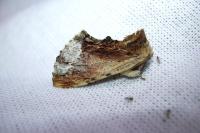 Ptilodon cucullina