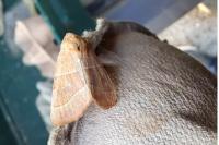 Atethmia centrago
